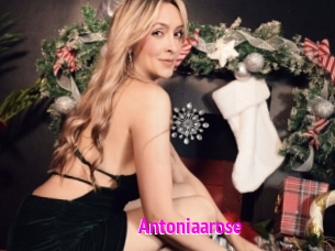 Antoniaarose