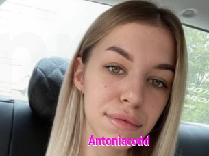 Antoniacodd