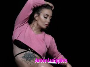 Antonianipples