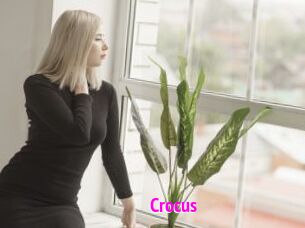 Crocus