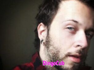 DingoCub