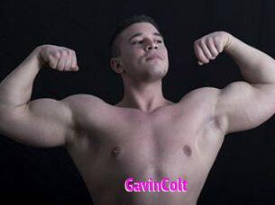 GavinColt