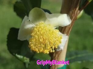 GripMyBlanket