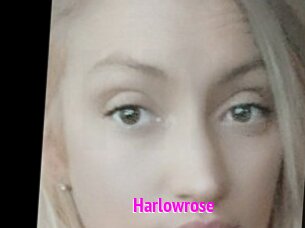 Harlowrose