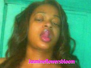 Jasmineflowersbloom