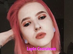 Lupin_Cearuleum