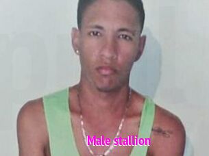 Male_stallion
