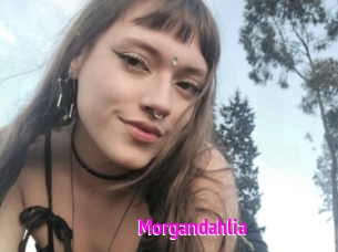 Morgandahlia