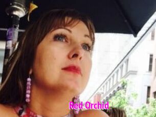 Red_Orchid