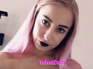 VelvetDaisy
